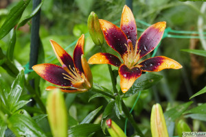 Lilium Forever Susan         